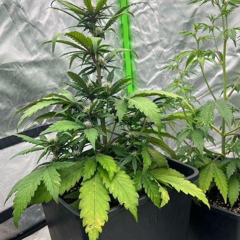 Jane fast bud sconosciuta growlog timeline photo