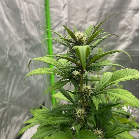  Jane fast bud sconosciuta growlog timeline photo