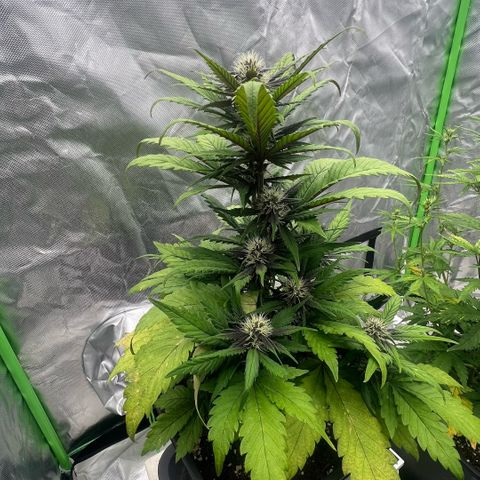  Jane fast bud sconosciuta growlog timeline photo