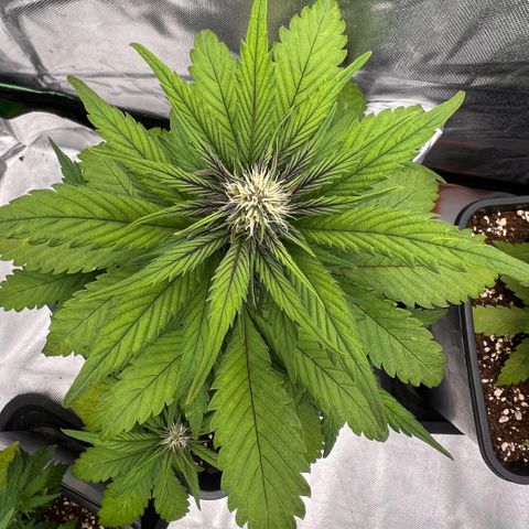  Jane fast bud sconosciuta growlog timeline photo