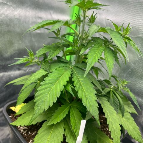 Mary mix pack fast bud growlog timeline photo