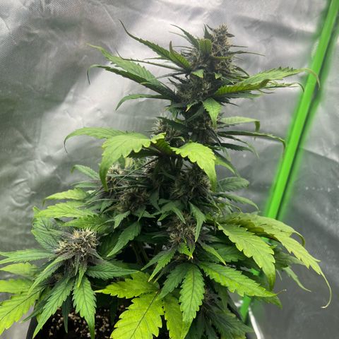  Jane fast bud sconosciuta growlog timeline photo