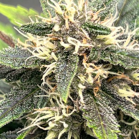  Jane fast bud sconosciuta growlog timeline photo
