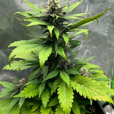  Jane fast bud sconosciuta growlog timeline photo