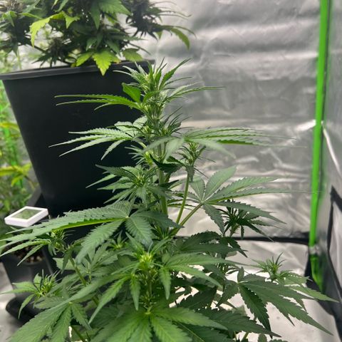 Mary mix pack fast bud growlog timeline photo