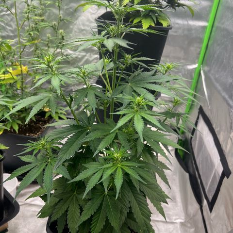 Ganja Fast bud Varietà sconosciuta  growlog timeline photo