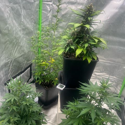 Ganja Fast bud Varietà sconosciuta  growlog timeline photo