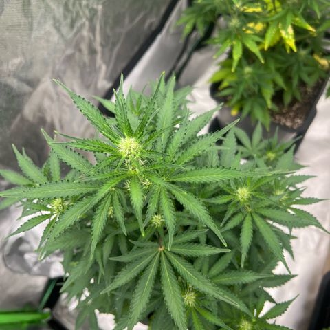 Ganja Fast bud Varietà sconosciuta  growlog timeline photo