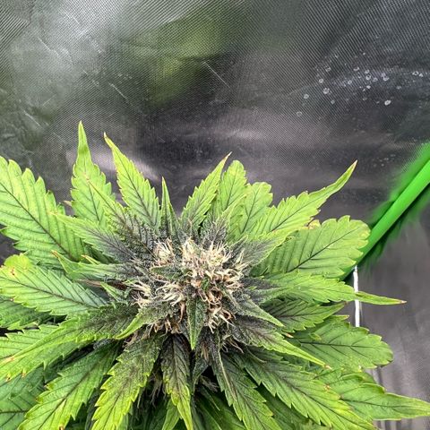 Ganja Fast bud Varietà sconosciuta  growlog timeline photo
