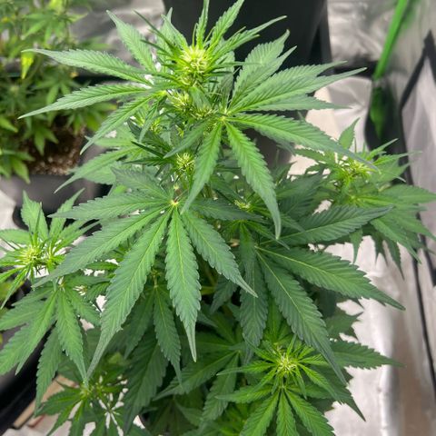 Ganja Fast bud Varietà sconosciuta  growlog timeline photo