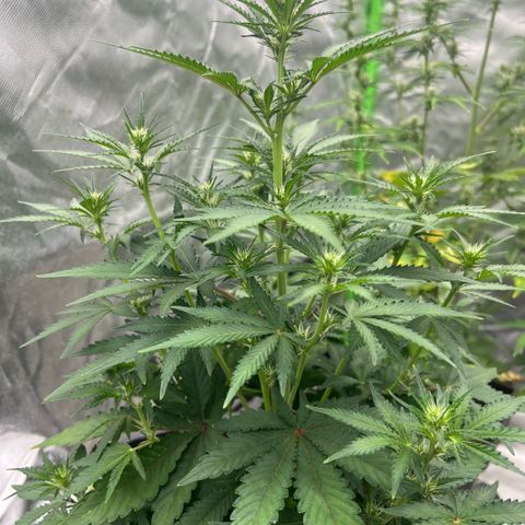 Ganja Fast bud Varietà sconosciuta  growlog timeline photo