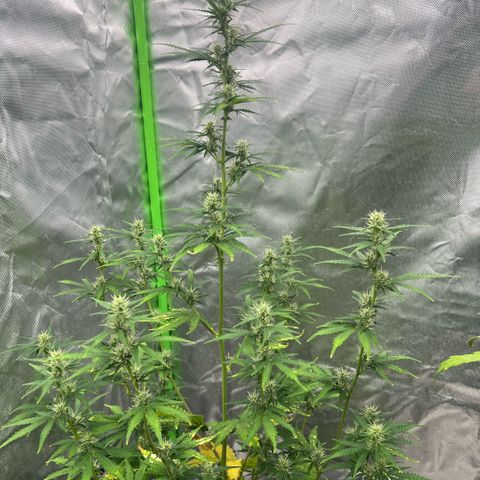 Ganja Fast bud Varietà sconosciuta  growlog timeline photo