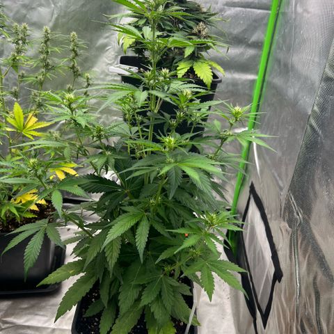 Mary mix pack fast bud growlog photo: Giorno 38