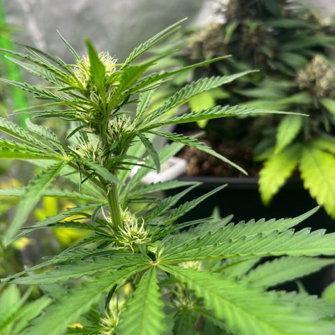 Mary mix pack fast bud growlog photo: Giorno 38