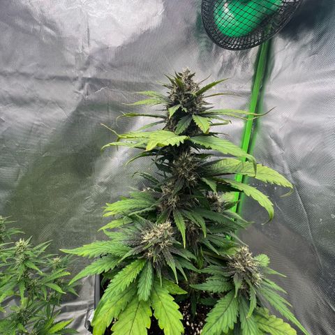  Jane fast bud sconosciuta growlog timeline photo