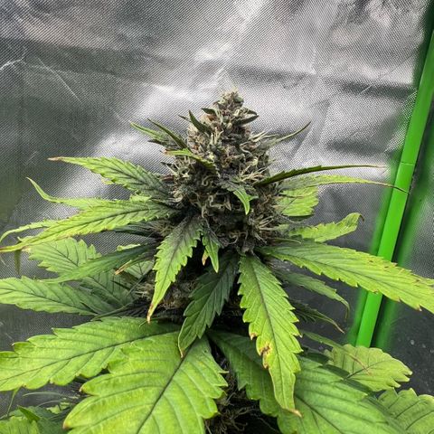  Jane fast bud sconosciuta growlog timeline photo
