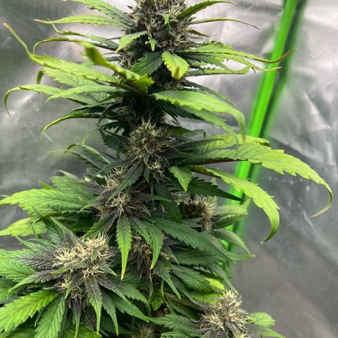  Jane fast bud sconosciuta growlog timeline photo