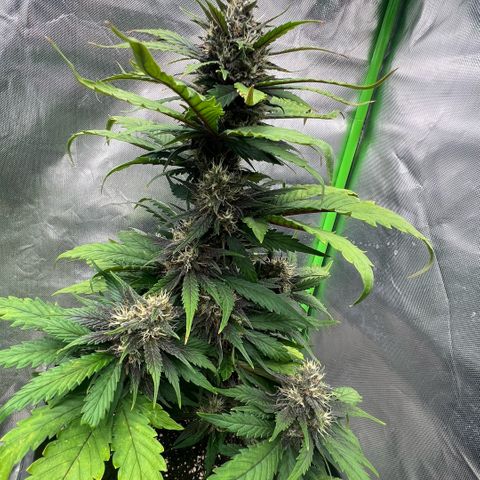  Jane fast bud sconosciuta growlog timeline photo