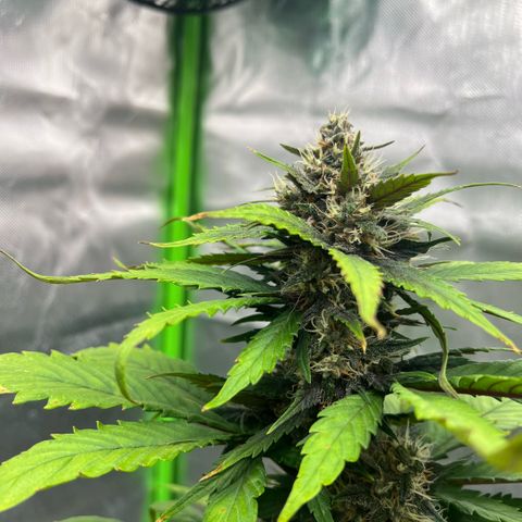 Jane fast bud sconosciuta growlog timeline photo