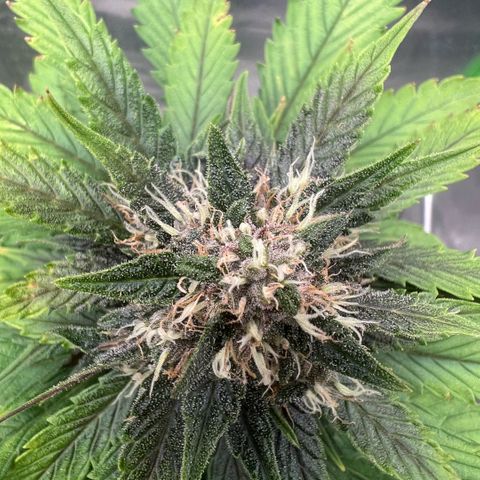  Jane fast bud sconosciuta growlog timeline photo