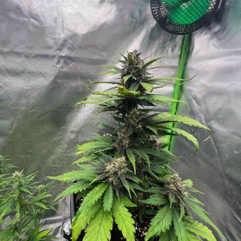  Jane fast bud sconosciuta growlog timeline photo