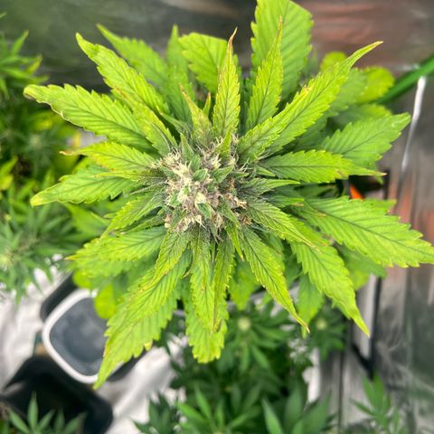 Ganja Fast bud Varietà sconosciuta  growlog timeline photo