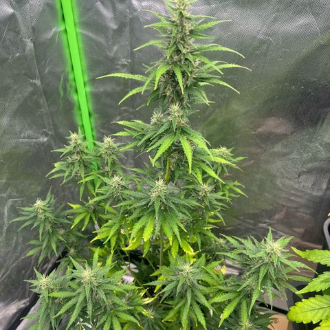 Ganja Fast bud Varietà sconosciuta  growlog timeline photo