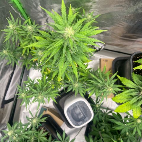 Ganja Fast bud Varietà sconosciuta  growlog timeline photo
