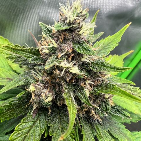 Ganja Fast bud Varietà sconosciuta  growlog timeline photo