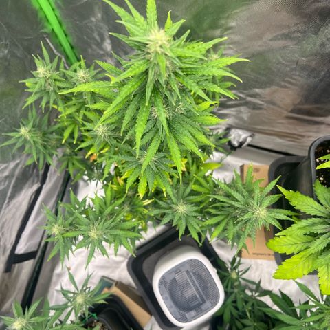 Ganja Fast bud Varietà sconosciuta  growlog timeline photo