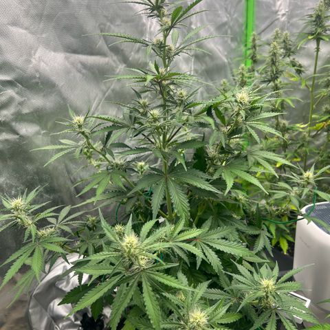 Ganja Fast bud Varietà sconosciuta  growlog timeline photo
