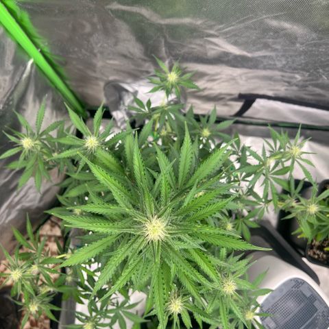 Ganja Fast bud Varietà sconosciuta  growlog timeline photo