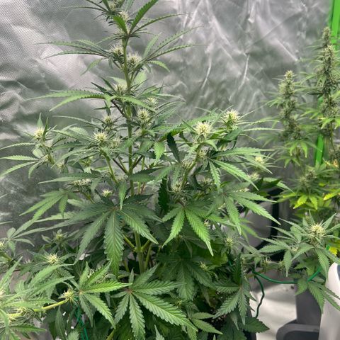 Ganja Fast bud Varietà sconosciuta  growlog timeline photo