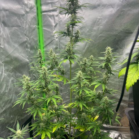 Ganja Fast bud Varietà sconosciuta  growlog timeline photo