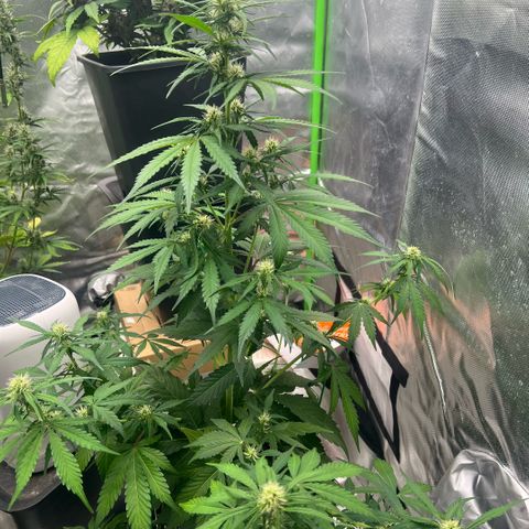 Mary mix pack fast bud growlog timeline photo
