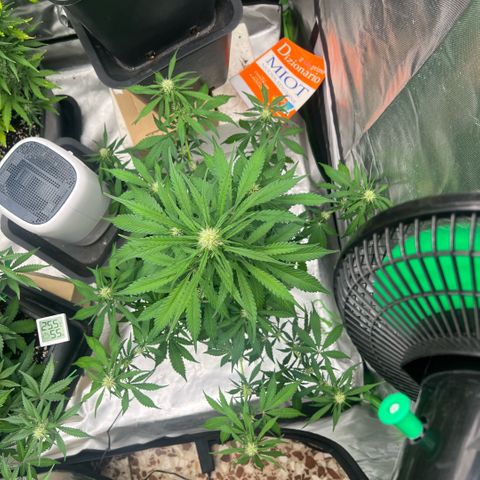 Mary mix pack fast bud growlog timeline photo