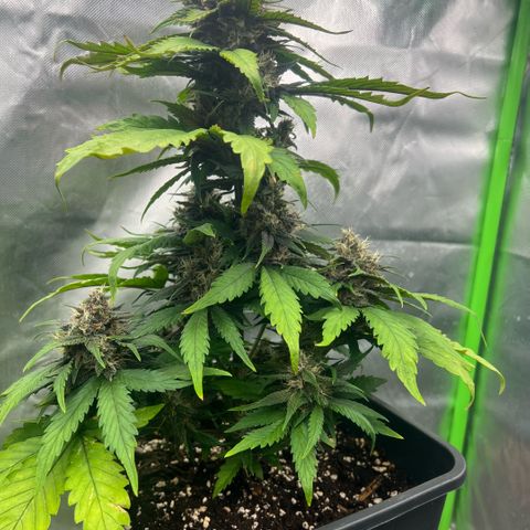  Jane fast bud sconosciuta growlog timeline photo