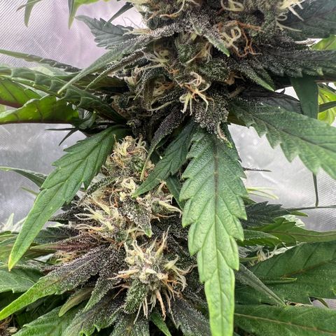  Jane fast bud sconosciuta growlog timeline photo