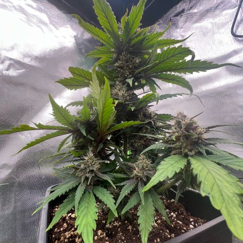  Jane fast bud sconosciuta growlog timeline photo