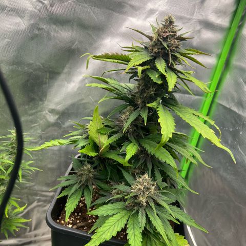  Jane fast bud sconosciuta growlog timeline photo