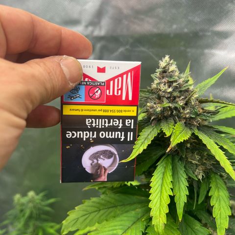  Jane fast bud sconosciuta growlog timeline photo