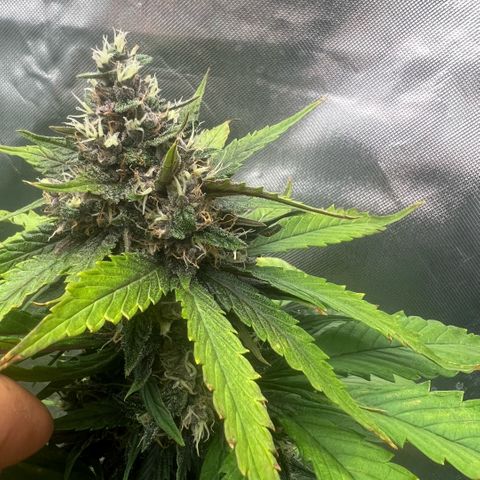  Jane fast bud sconosciuta growlog timeline photo