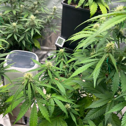 Mary mix pack fast bud growlog timeline photo