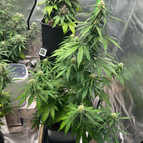 Mary mix pack fast bud growlog timeline photo
