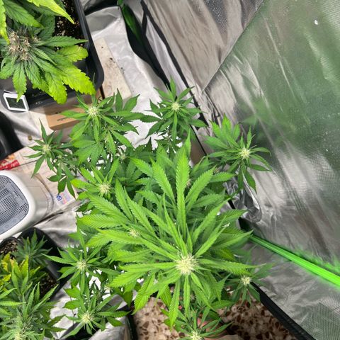 Mary mix pack fast bud growlog timeline photo