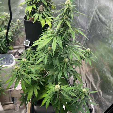 Mary mix pack fast bud growlog timeline photo
