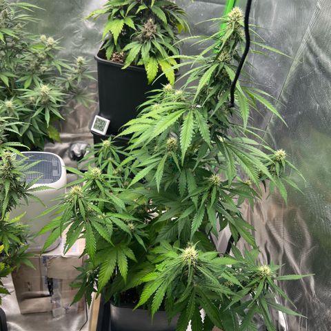 Mary mix pack fast bud growlog timeline photo