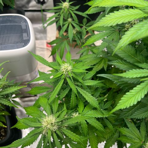 Mary mix pack fast bud growlog timeline photo