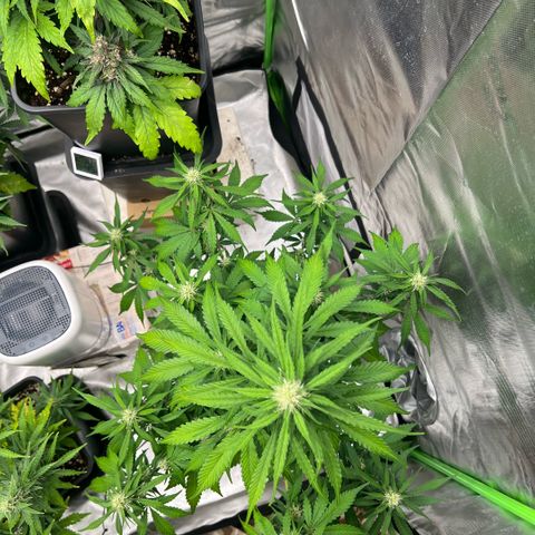 Mary mix pack fast bud growlog timeline photo