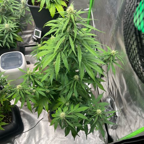 Mary mix pack fast bud growlog timeline photo